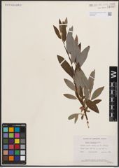 Foto von Salix discolor Muhl.